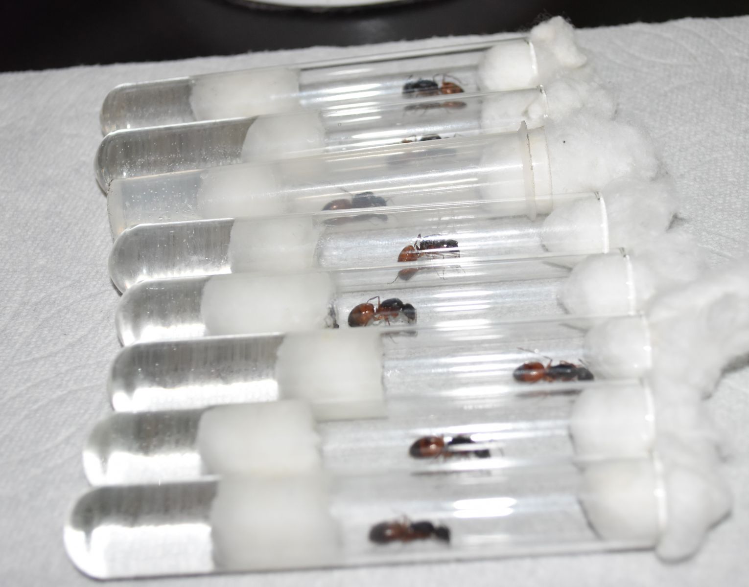 8 Camponotus sansabeanus queens in tubes