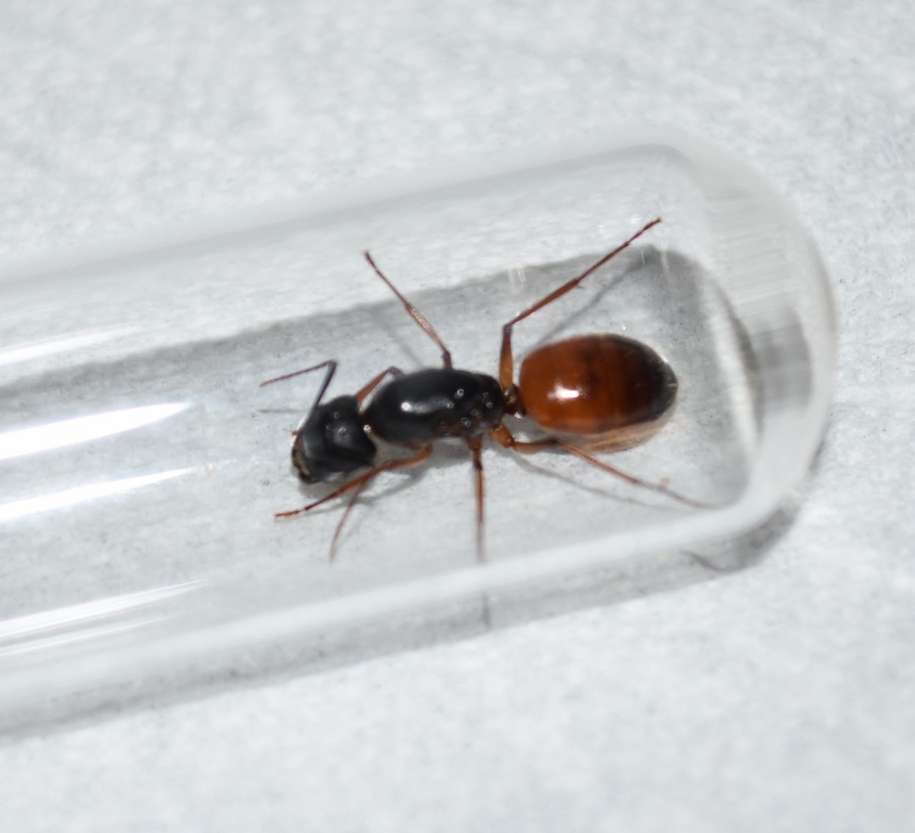 Camponotus Sansabeanus Queen found on 3/30/18 on Chaney Trail
