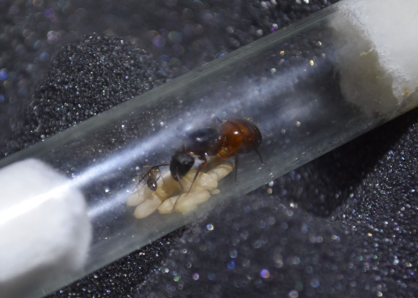 Camponotus with worker