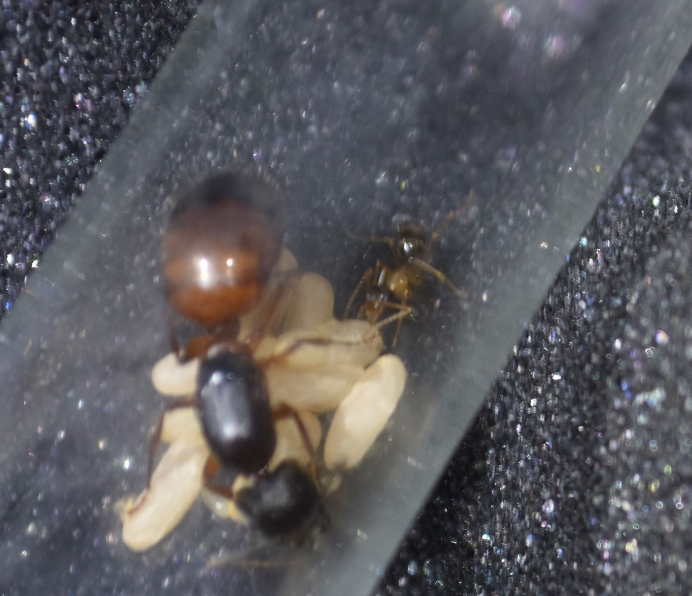 Camponotus worker Top 1