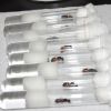 8 Camponotus sansabeanus queens in tubes