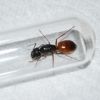 Camponotus Sansabeanus Queen found on 3/30/18 on Chaney Trail