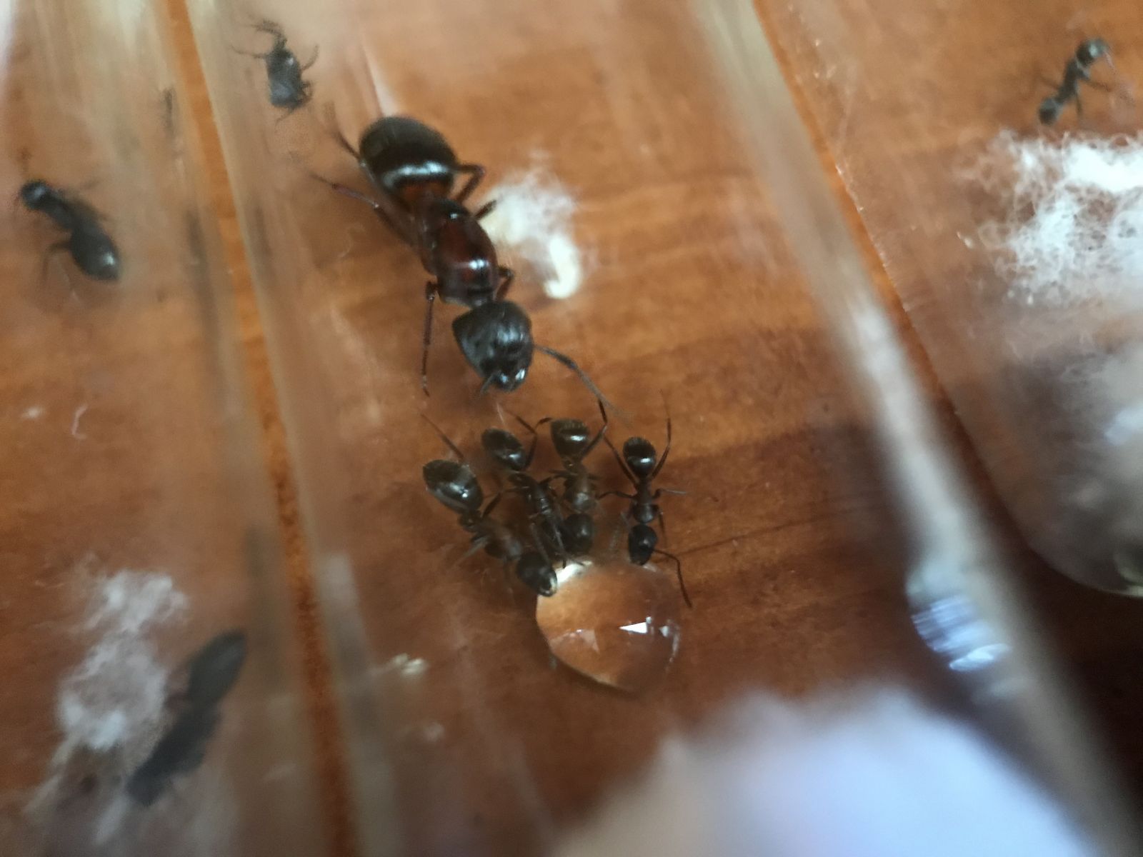 Camponotus queen 1.1