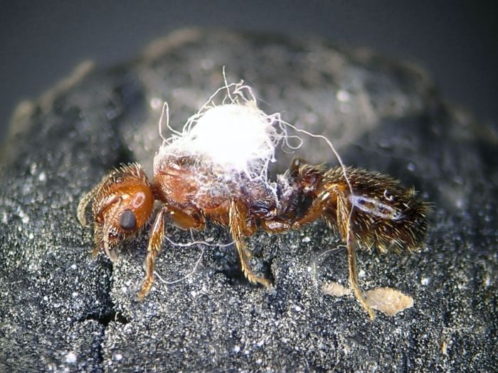 Pheidole xerophila queen fungus