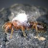 Pheidole xerophila queen fungus