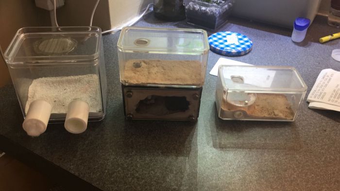 formicarium