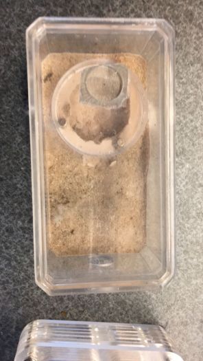 formicarium 1