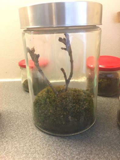 Big Jar terrarium