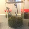 Big Jar terrarium