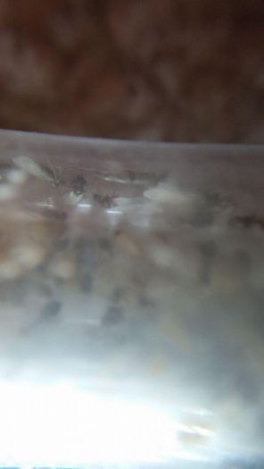 lasius para01 lasius para01