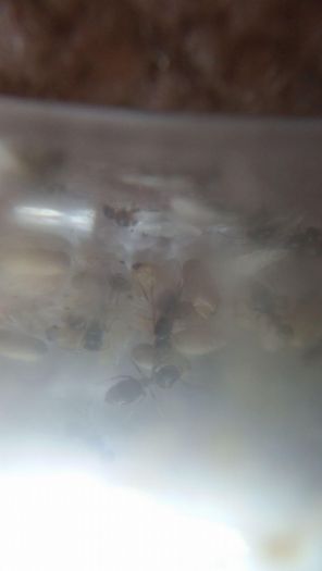 lasius para02 lasius para02