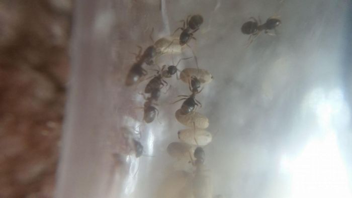 lasius para03 lasius para03