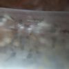 lasius para01