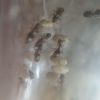 lasius para03