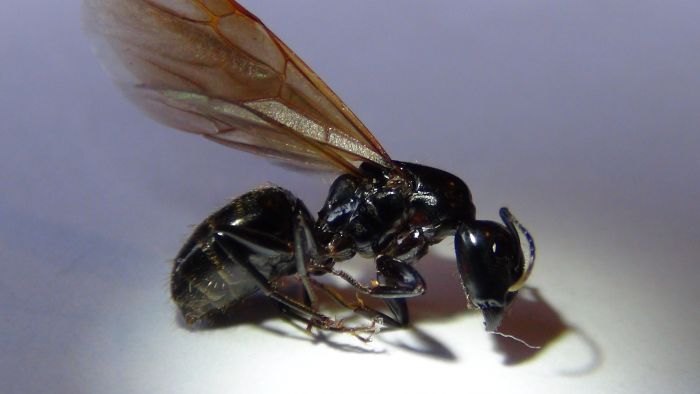 Camponotus pennsylvanicus princess
