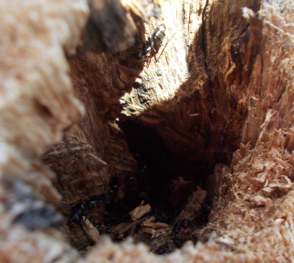 Camponotus pennsylvanicus coming out of hibernation
