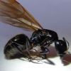 Camponotus pennsylvanicus princess