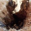 Camponotus pennsylvanicus coming out of hibernation