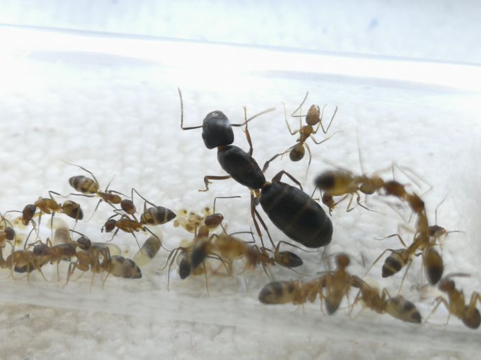 Camponotus cf. albosparsus #2