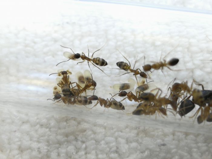 Camponotus cf. albosparsus #3