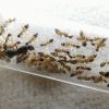 Camponotus cf. albosparsus - #1