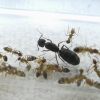 Camponotus cf. albosparsus #1