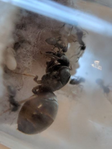 Lasius 2