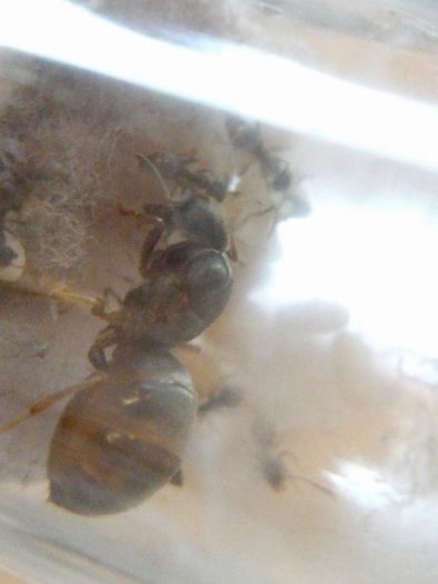 Lasius 3