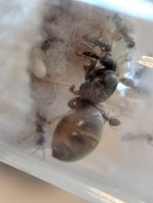 Lasius 1 Lasius 1