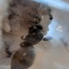 Lasius 2