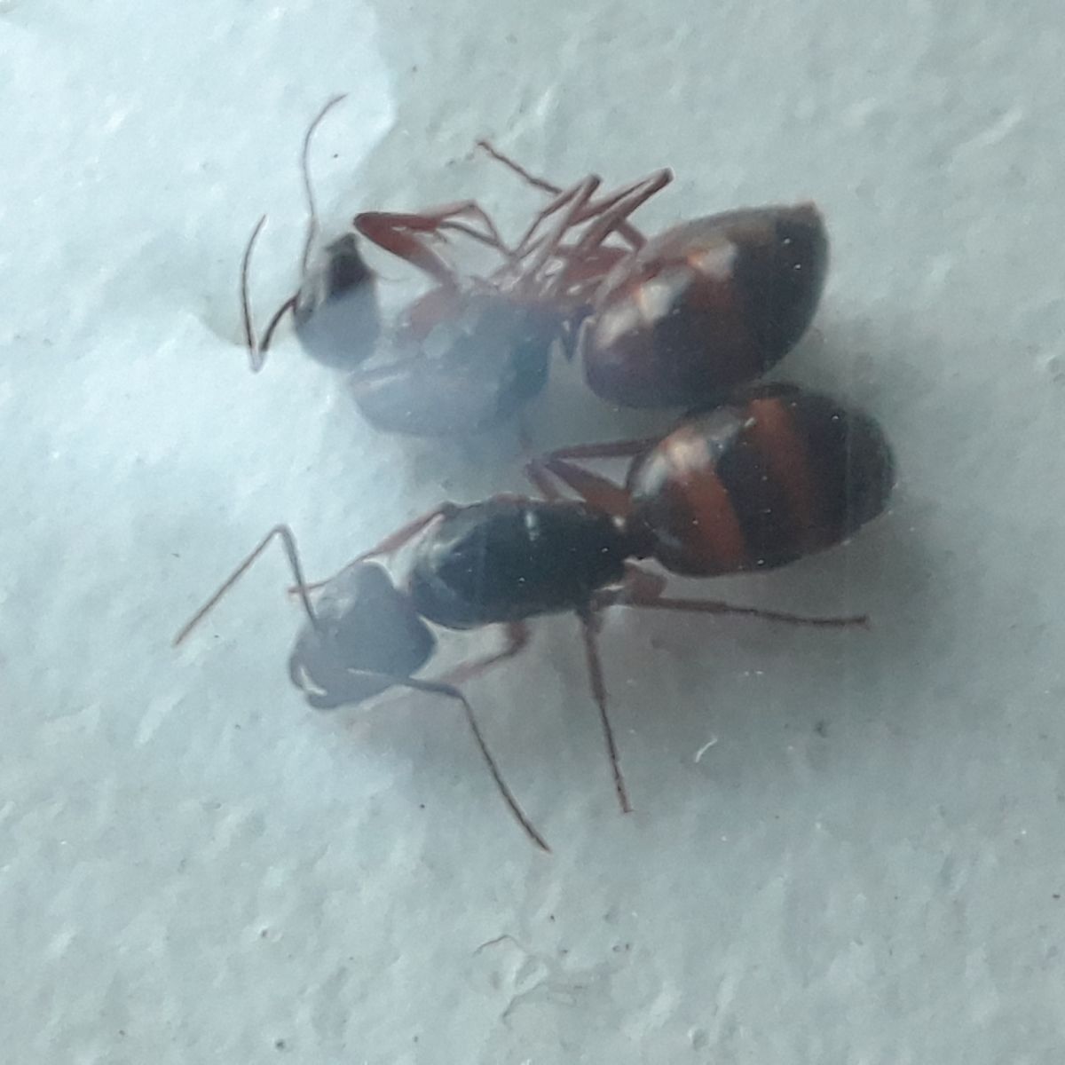 20180525 211547 20180525 211547