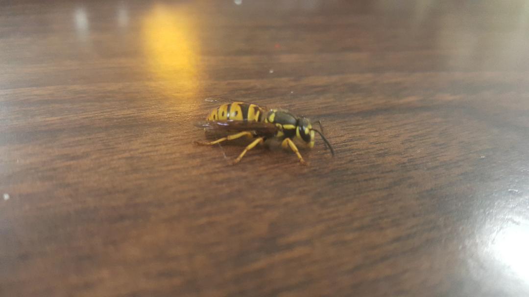 Yellow Jacket Queen?