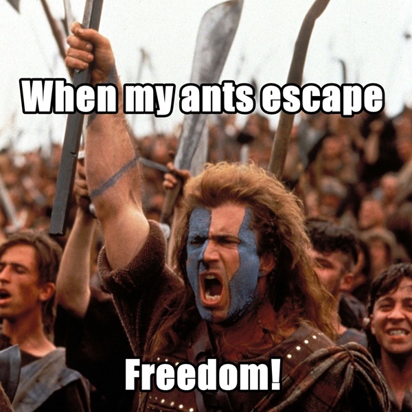ants escape