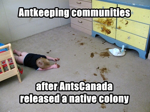 antscanada shitshow