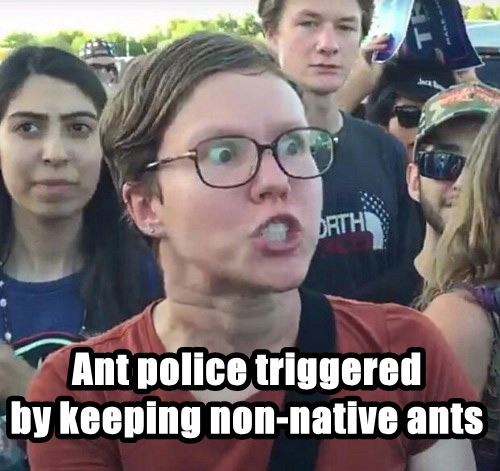 Ant police