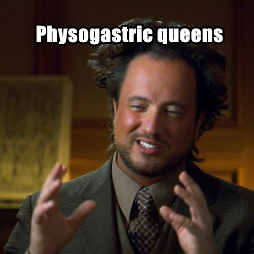 physogastric queens