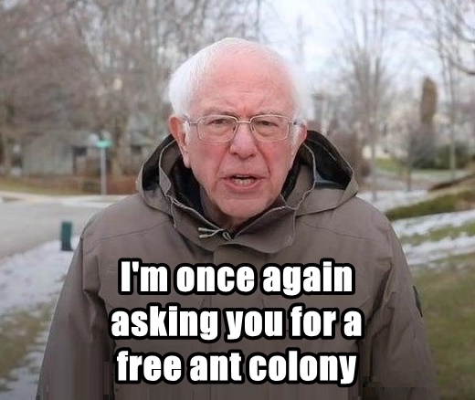 bernie free Ant colony