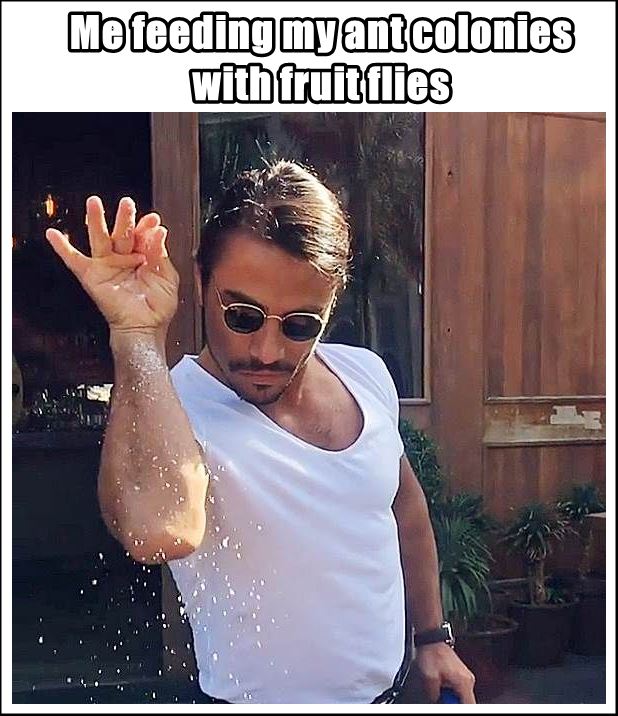 feeding fruit flies