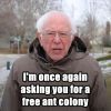 bernie free Ant colony