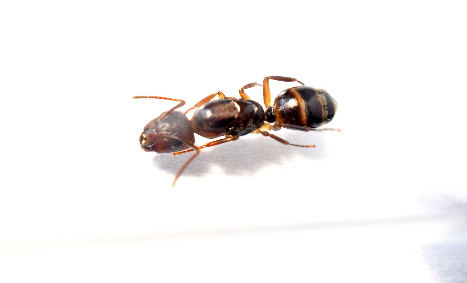 Camponotus subbarbatus 2