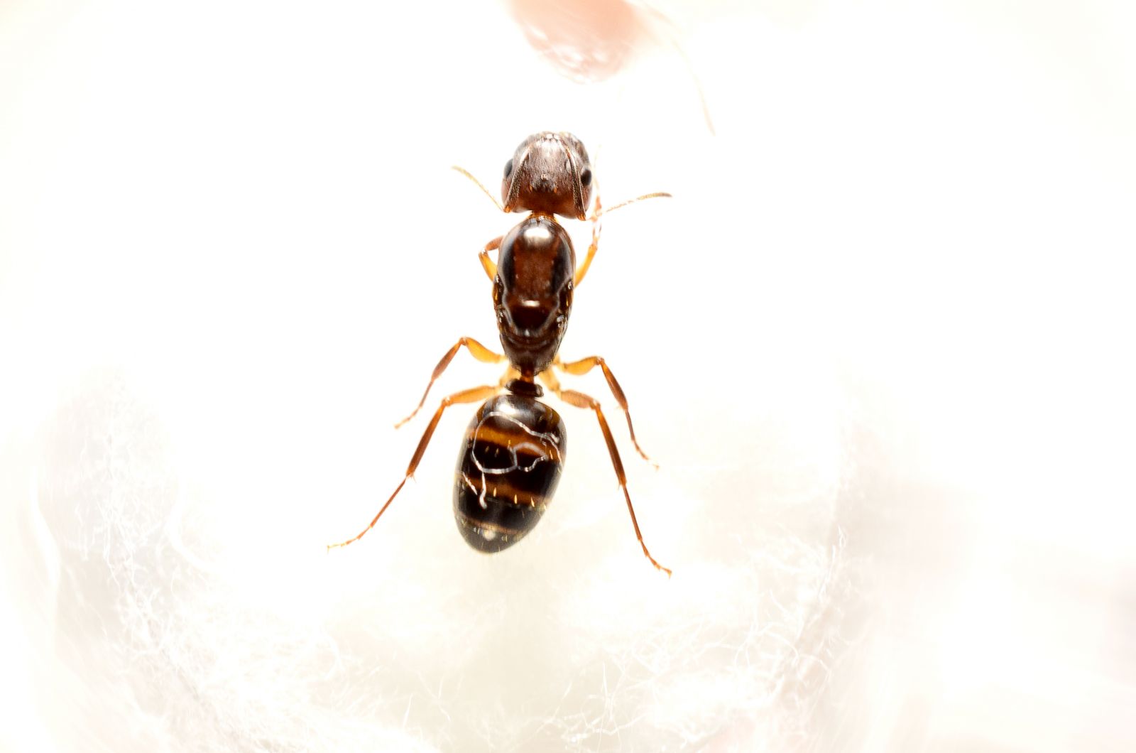 Camponotus subbarbatus 1