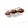 Camponotus subbarbatus 2