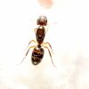 Camponotus subbarbatus 1