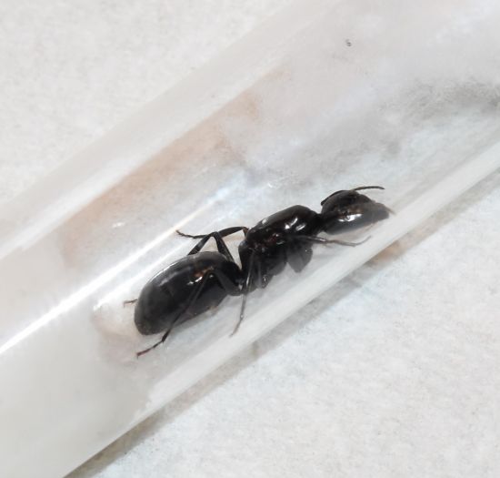 Camponotus quercicola queen before feeding