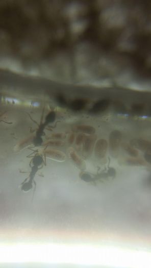 stenamma larvae