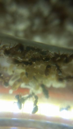 stenamma alatae02 stenamma alatae02