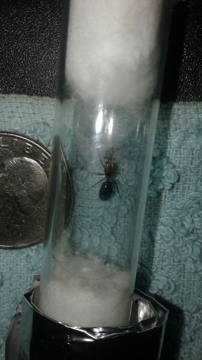 Camponotus queen size comparison