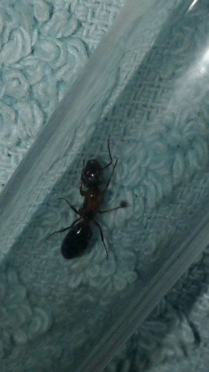 New queen Camponotus sp.