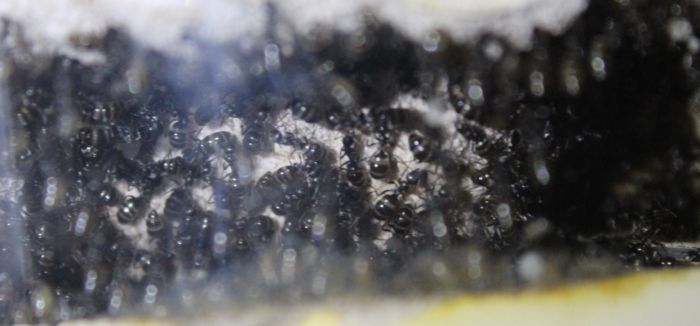 Formica Sp. May 27 2018 (5)