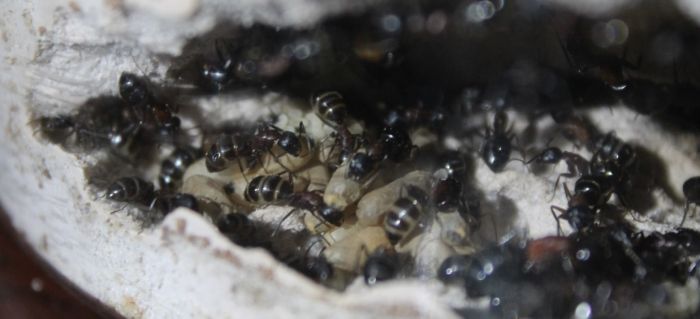 Camponotus novaeboracansis May 27 2018 (3)